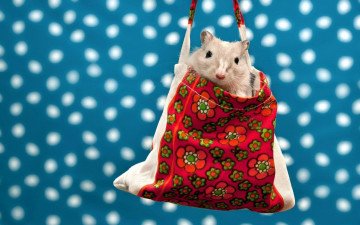 Картинка животные крысы +мыши крыса грызун сумка