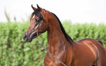 Картинка животные лошади конь лошадь недоуздок скакун арабский гнедой