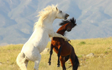 Картинка животные лошади кони пастбище небо трава жеребцы драка