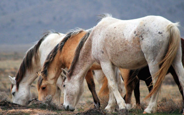 Картинка животные лошади пастбище