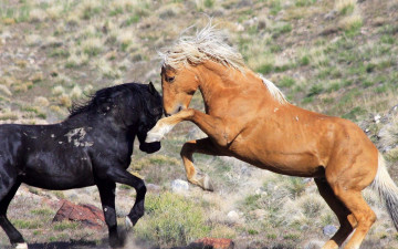 Картинка животные лошади жеребцы кони камни трава драка