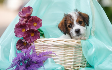 Картинка животные собаки цветы щенок