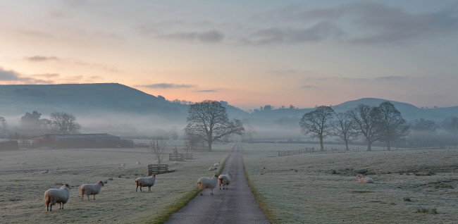 Обои картинки фото животные, овцы,  бараны, горы, оыцы, англия, туман, дорога, природа, деревья, иней, утро