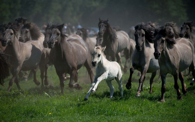 Обои картинки фото животные, лошади, трава, белый, жеребенок, перегон, табун