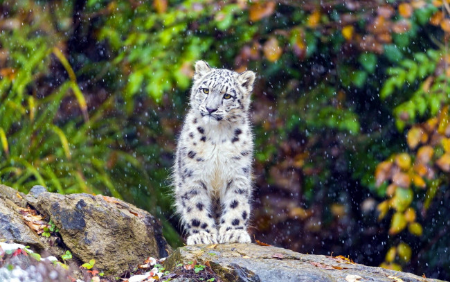 Обои картинки фото животные, снежный барс , ирбис, дождь, камень, котенок, барс