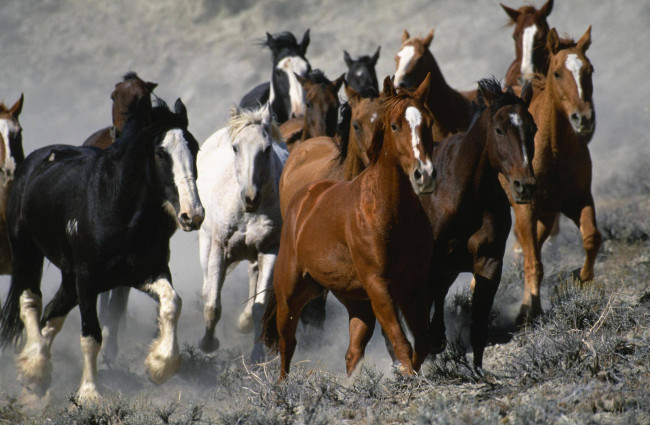 Обои картинки фото животные, лошади, перегон, трава, степь, табун