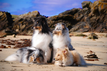 Картинка животные собаки группа море побережье пушистики