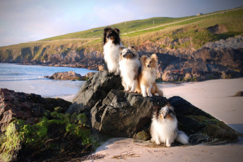 Картинка животные собаки побережье море группа пушистики