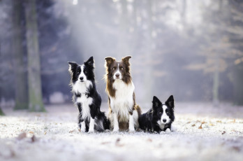 Картинка животные собаки трое снег