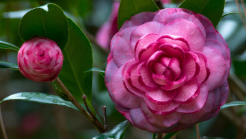 Картинка цветы камелии розовый цвет