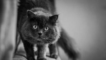 Картинка животные коты черно-белое фото
