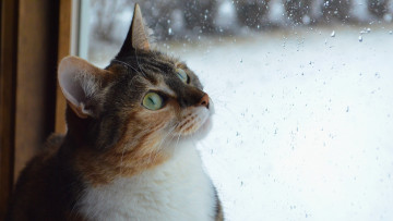 Картинка животные коты окно капли