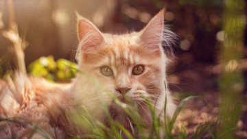 Картинка животные коты трава рыжий цвет