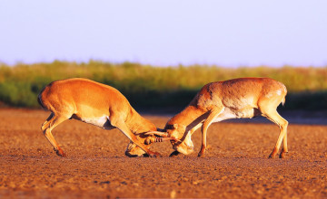 Картинка животные антилопы бой рога сайгаки самцы