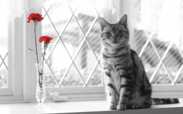 Картинка животные коты гвоздики ваза окно