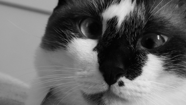 Обои картинки фото животные, коты, черно-белое, морда