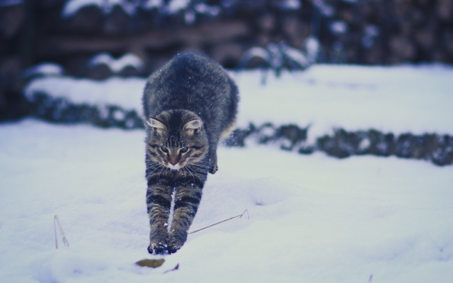 Обои картинки фото животные, коты, прыжок, снег