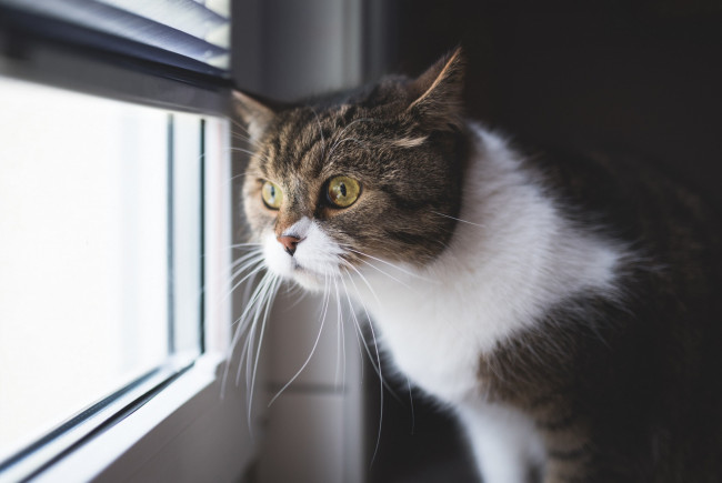 Обои картинки фото животные, коты, окно