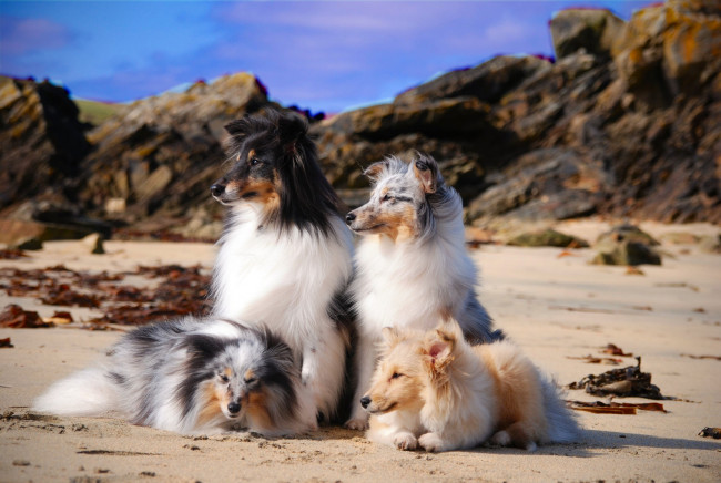 Обои картинки фото животные, собаки, группа, море, побережье, пушистики