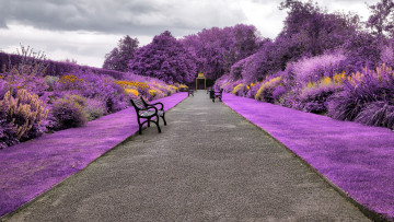 Картинка природа парк аллея скамейки