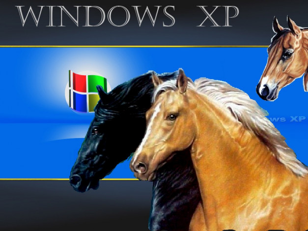 Обои картинки фото horse, компьютеры, windows, xp