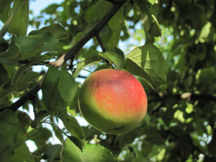 Картинка природа плоды краснобокое яблоко ветка