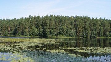 Картинка Чарское озеро природа реки озера лес берег