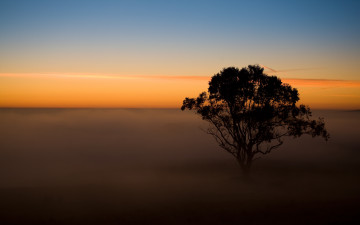 Картинка природа деревья закат