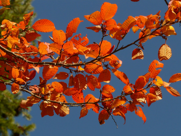 Обои картинки фото природа, листья, ветка, осень