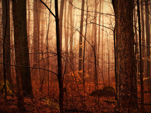 Картинка природа лес дождь мгла влага капли