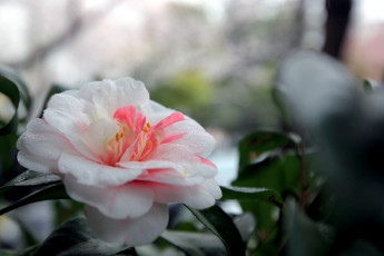 Картинка цветы камелии цветение бледно-розовый