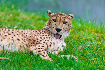 Картинка животные гепарды кошка хищник