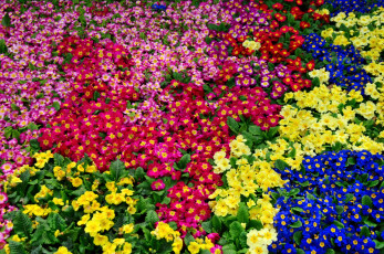 Картинка цветы примулы ковер разноцветный