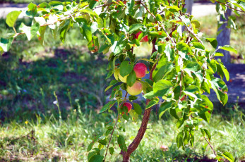 обоя природа, плоды, яблоко, лето, дерево