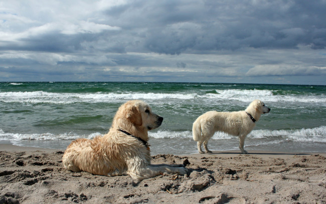 Обои картинки фото животные, собаки, море, фон