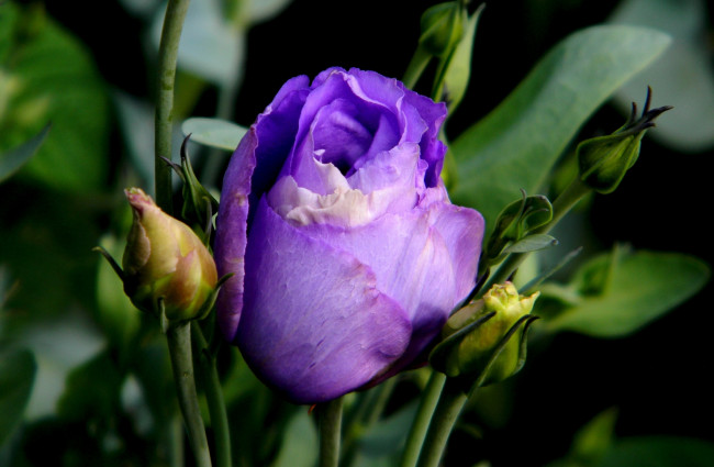Обои картинки фото цветы, розы, фиолетовый, бутон