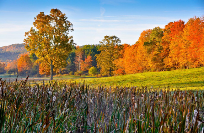Обои картинки фото природа, деревья, камыш, осень, желтый