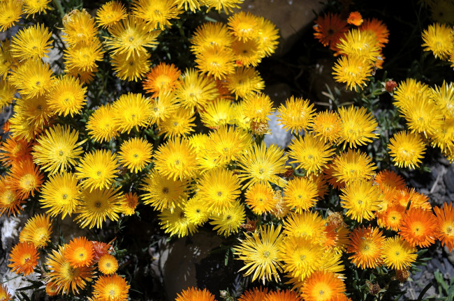 Обои картинки фото цветы, аизовые, солнечный, желтый, яркий