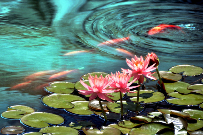 Обои картинки фото цветы, лилии, водяные, нимфеи, кувшинки, вода, рыбы, кои, розовый