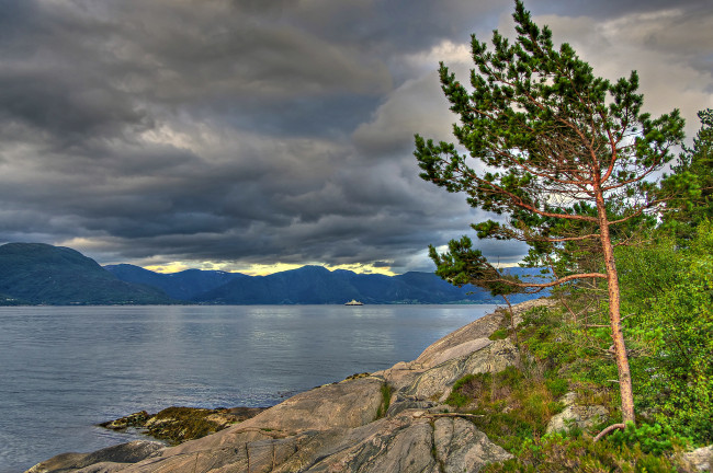 Обои картинки фото sognefjord, norway, природа, побережье, согне-фьорд, норвегия, дерево, сосна, горы, облака