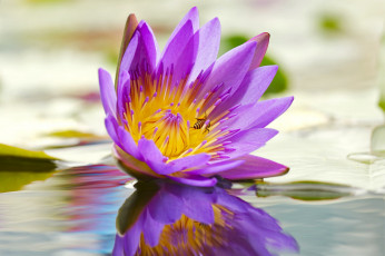 Картинка цветы лилии+водяные +нимфеи +кувшинки leaves вода water листья lily кувшинка