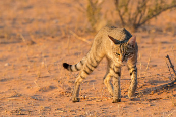 Картинка животные коты дикий африканский кот