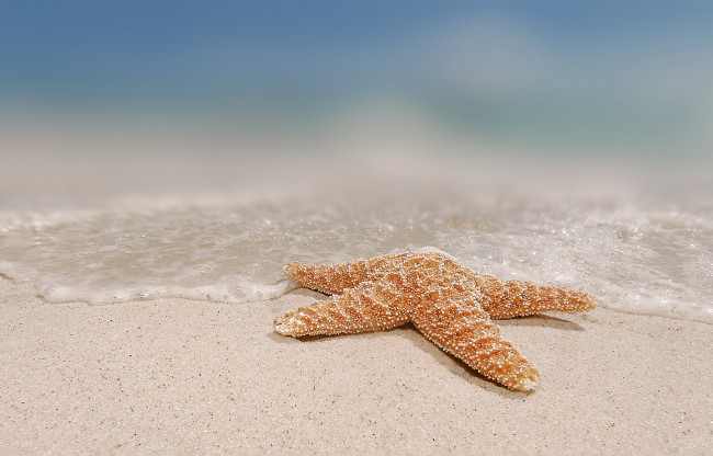 Обои картинки фото разное, ракушки,  кораллы,  декоративные и spa-камни, море, берег, морская, звезда