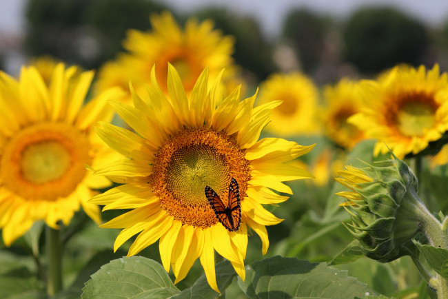 Обои картинки фото цветы, подсолнухи, butterfly, sunflowers, field, бабочка, поле