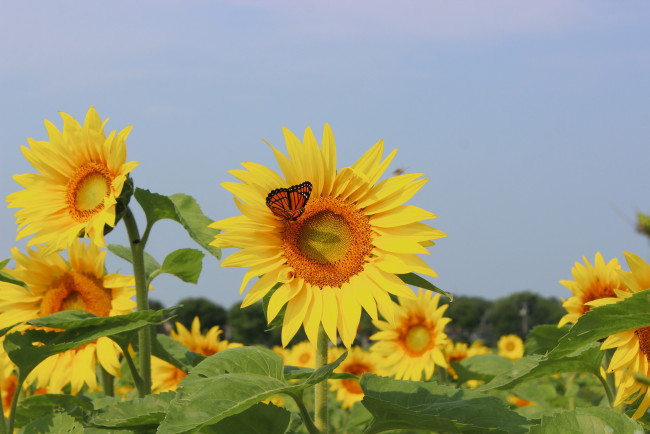 Обои картинки фото цветы, подсолнухи, field, sunflowers, butterfly, бабочка, поле