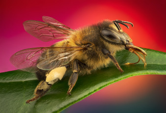 Картинка животные пчелы +осы +шмели стекинг насекомые макро