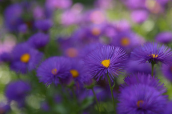 Картинка цветы астры фиолетовый листья пушистик