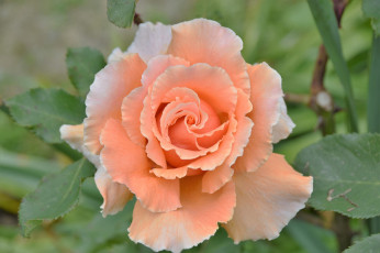 Картинка цветы розы роза лето цветок цветение бутон