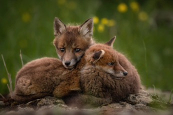 Картинка животные лисы хитра лиса опасна шерсть окрас шкура