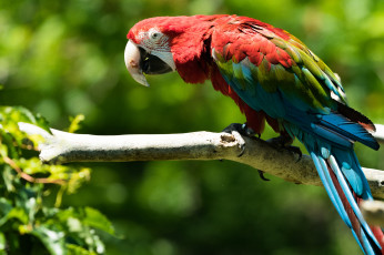 Картинка животные попугаи забавный птица цвет перья попугай